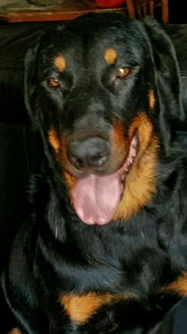 domainedelalicorne.fr Elevage de beauceron chiot beauceron pure race élevage du clos de la licorne elevage des gardiens de la licorne elevage beauceron noir et feu authentique gros gabarits élevage de Beauceron familial sérieux et qualité domainedelalicorne.fr suivi des chiots conseil d’éducation chiot propre bas rouge santé caractère spécialiste du beauceron noir et feu ou arlequin chien rustique berger de France  nos chiots sont élevés avec amour et attention notre passion au service de la qualité Beauceron de qualité et sportif domaine de la licorne 04380 BARRAS élevage en liberté éleveur berger de beauce élevage de beauceron de travail 